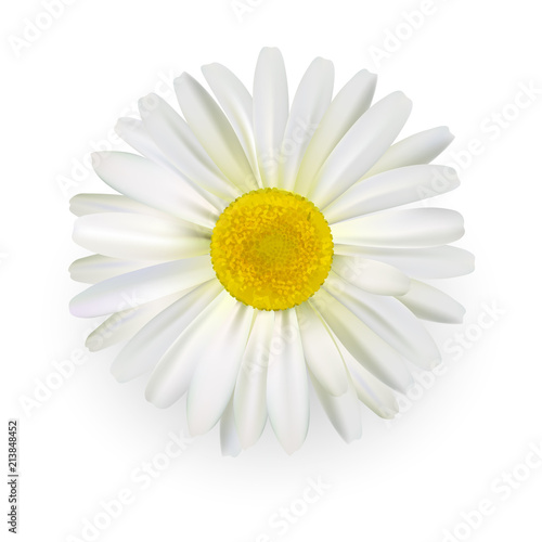 Camomile, beautiful daisy flower with light petals isolated on white background. Realistic style. Vector illustration.