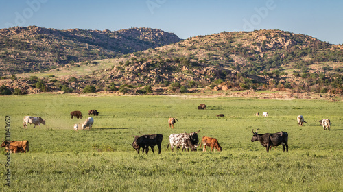 Longhorns and Buffalo grazing in the Wichita Mountains of Oklahoma photo