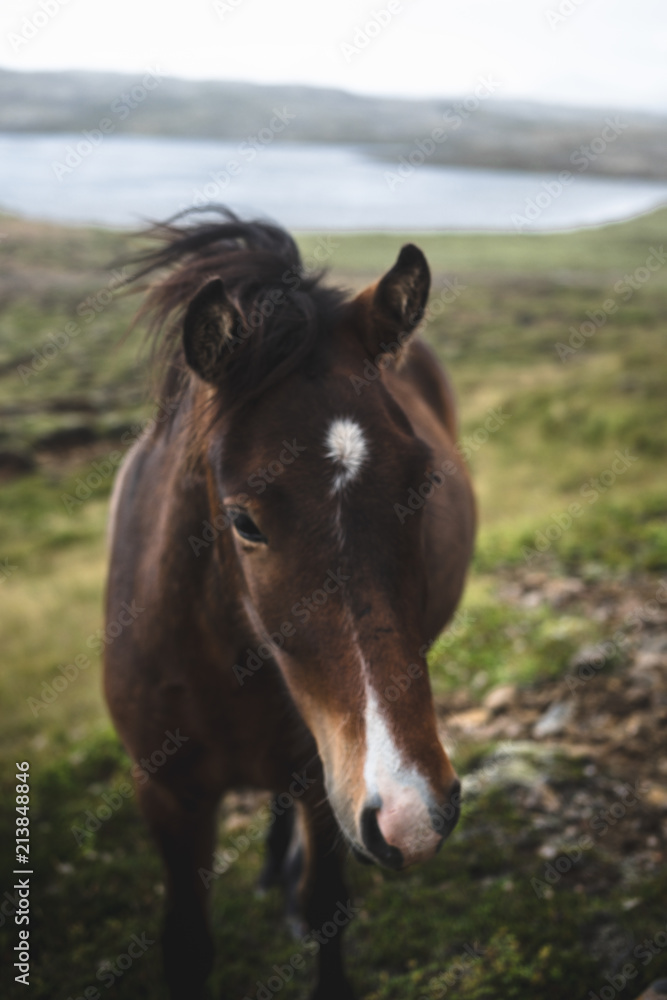 A wild horse in Iceland approaches A wild horse in Iceland approaches