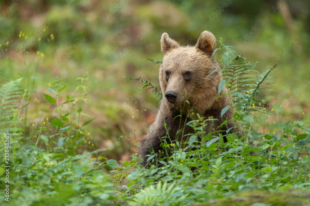Obraz premium European brown bear in the Carpathian mountains