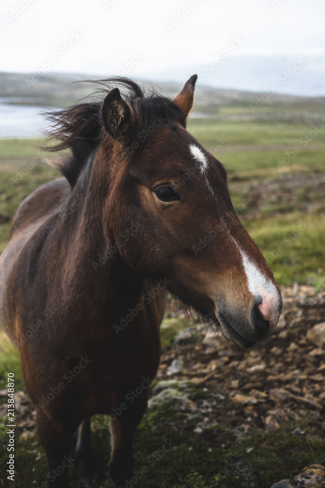 A beautiful wild horse in the fields of Iceland A beautiful wild horse in the fields of Iceland