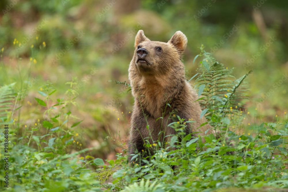Fototapeta premium European brown bear in the Carpathian mountains