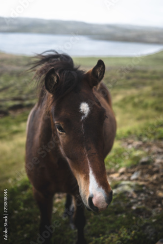 A wild horse in Iceland approaches © Kosalboth