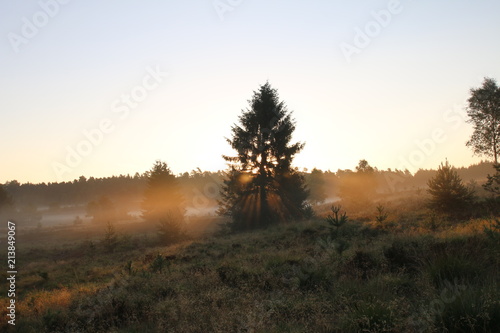 Sonnenaufgang im Morgennebel in der Lüneburger Heide