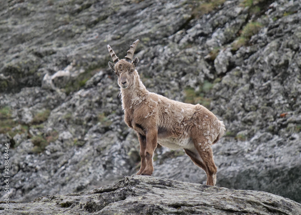 Steinbock Jungtier im Frühling guckt in die Kamera in einer Felslandschaft in den Alpen Steinbock Jungtier im Frühling guckt in die Kamera in einer Felslandschaft in den Alpen