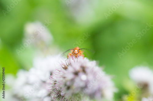 Baraszkujące owady © Kasia R.