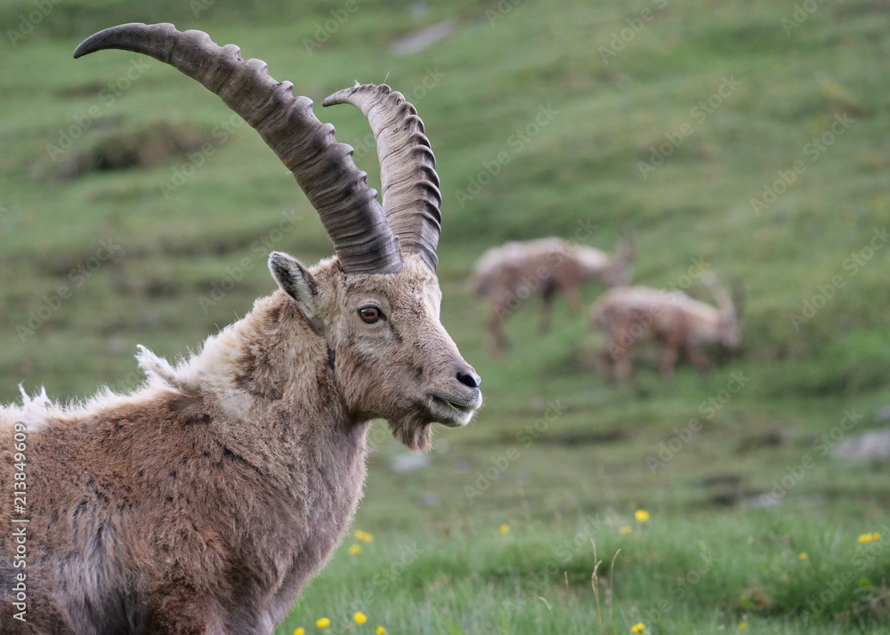Steinbock blickt nach rechts, im Hintergrund unscharfe Steinböcke auf einer Bergwiese Steinbock blickt nach rechts, im Hintergrund unscharfe Steinböcke auf einer Bergwiese