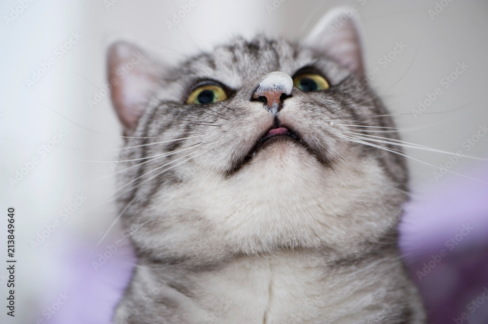Katze mit Milchschaum auf der Nase