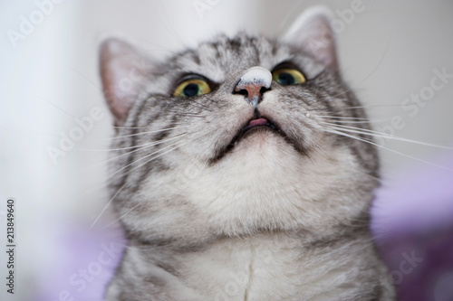 Katze mit Milchschaum auf der Nase