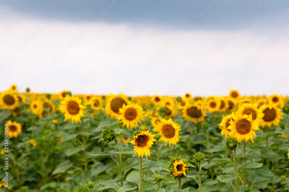 Sunflower field with cloudy blue sky, a lot of sunflowers.