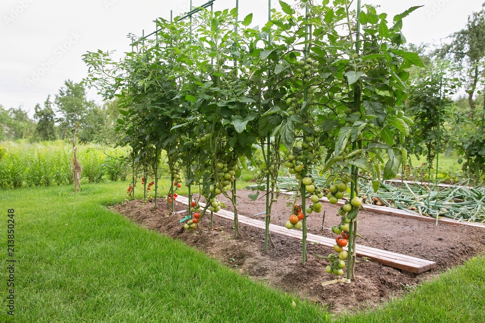 Naklejka premium Tomatoes in the field