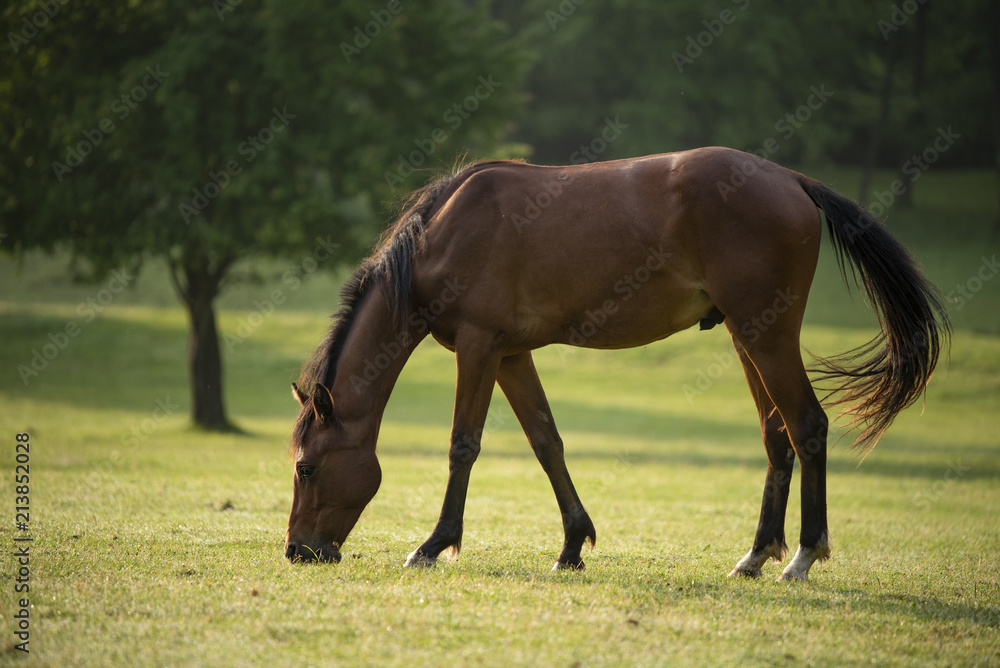 Obraz premium Horse in the summer sunrise