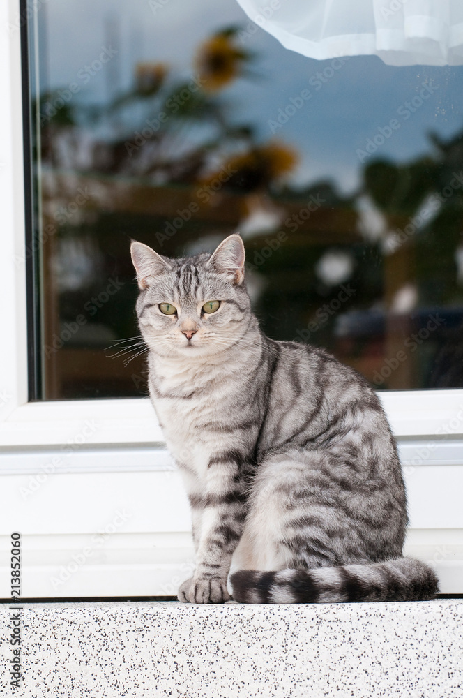 Katze sitzt auf der Terrasse