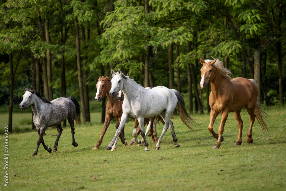 Fototapeta premium Horse in the summer sunrise