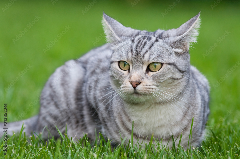 Katze mit angelegten Ohren Katze mit angelegten Ohren