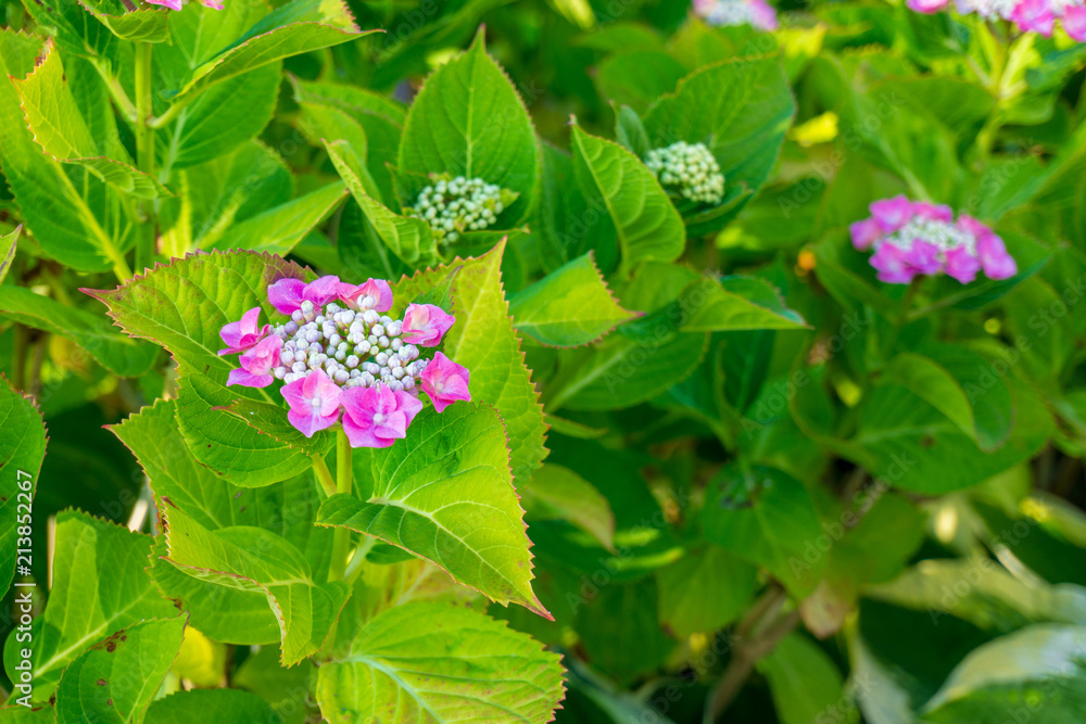 Flower closeup