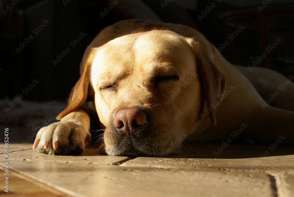 Labrador