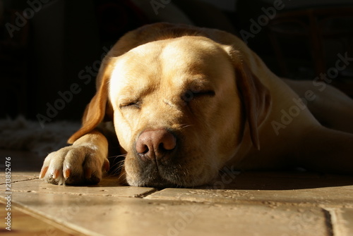 Obraz na płótnie Labrador w salonie