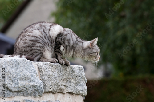 Katze auf einer Mauer