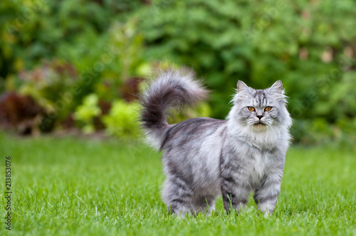 Принти на полотні Britisch Langhaar Kater steht im Garten