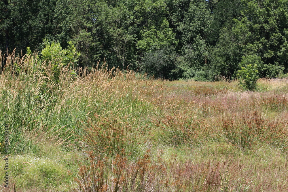 Fototapeta premium Pretty