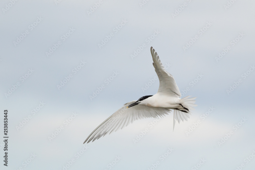 Sandwich tern (Thalasseus sandvicensis) in flight, near breeding colony Sandwich tern (Thalasseus sandvicensis) in flight, near breeding colony