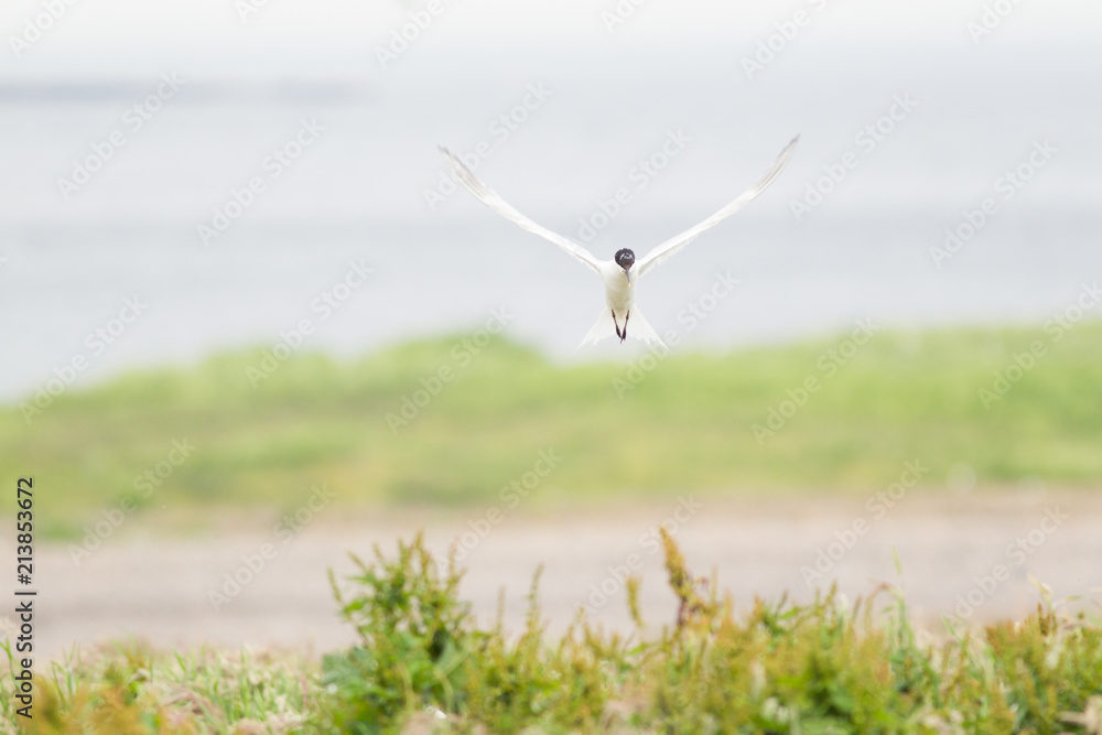 Sandwich tern (Thalasseus sandvicensis) in flight, near breeding colony