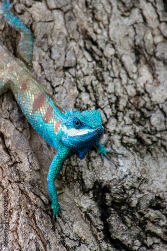 blue chameleon in tropical area on the tree