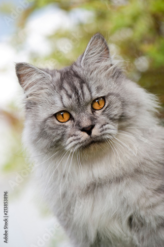 фотографія Sitzende Britisch Langhaar Katze im Garten