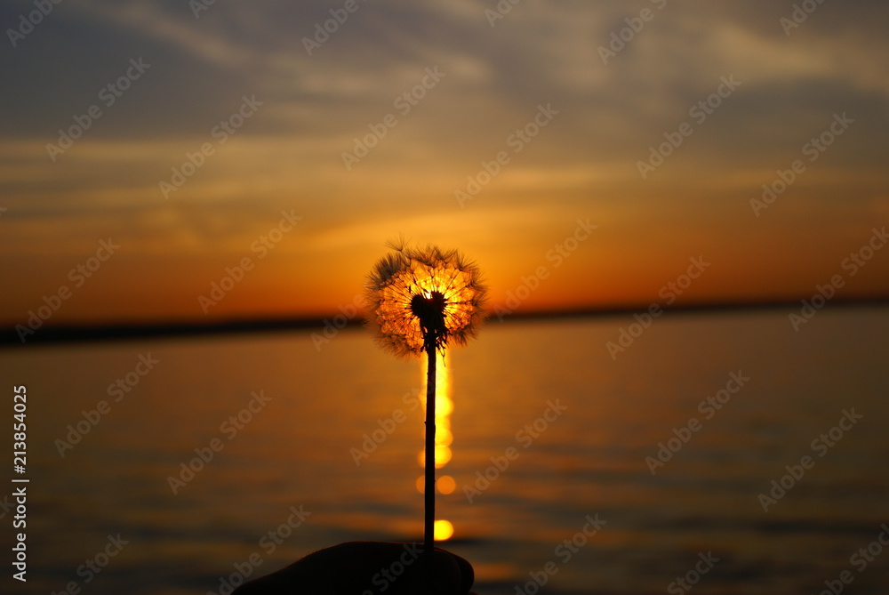 dandelion