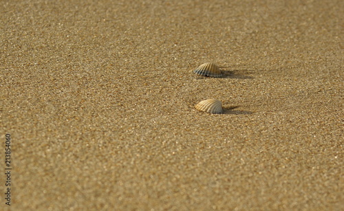 Obraz na płótnie Seashells w salonie