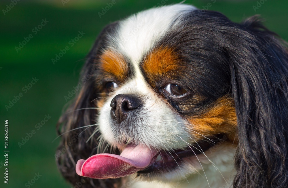 portrait of cute cavalier king charles spaniel portrait of cute cavalier king charles spaniel