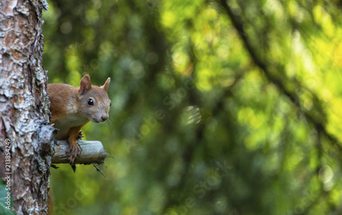 Fototapeta A young squirrel on the tree