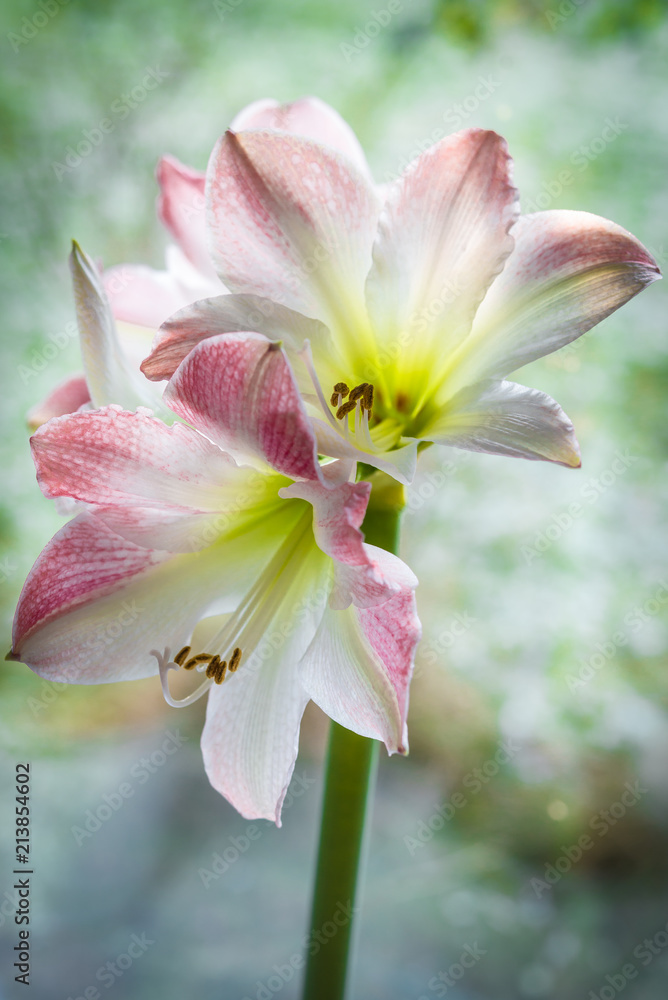 Fototapeta premium Amaryllis