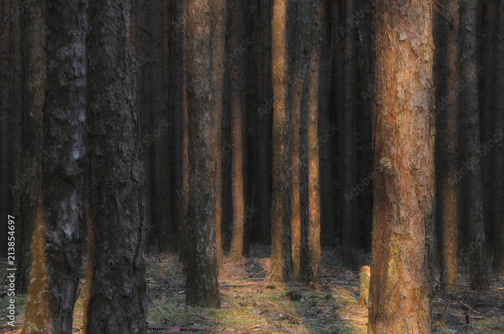 Fototapeta premium Świecące sosny