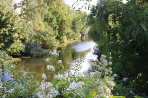 White flowers with lush greenery and a river in the background.