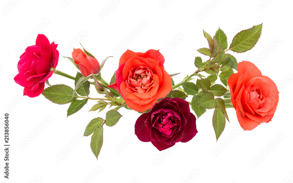 Fototapeta premium colorful rose flower bouquet with green leaves isolated on white background cutout