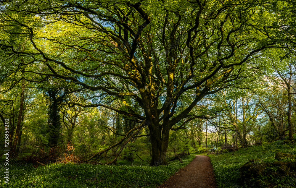 Beautiful Forest Landscapes