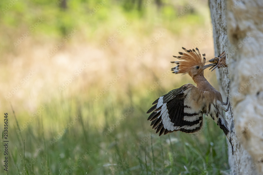 Hoopoe brings food for her nestlings Hoopoe brings food for her nestlings