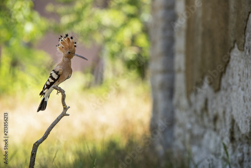 Hoopoe brings food for her nestlings