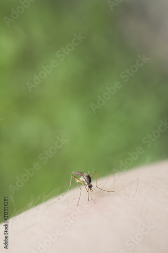 mosquito on human skin