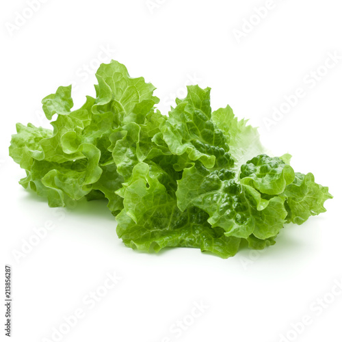 fresh green lettuce salad leaves isolated on white background