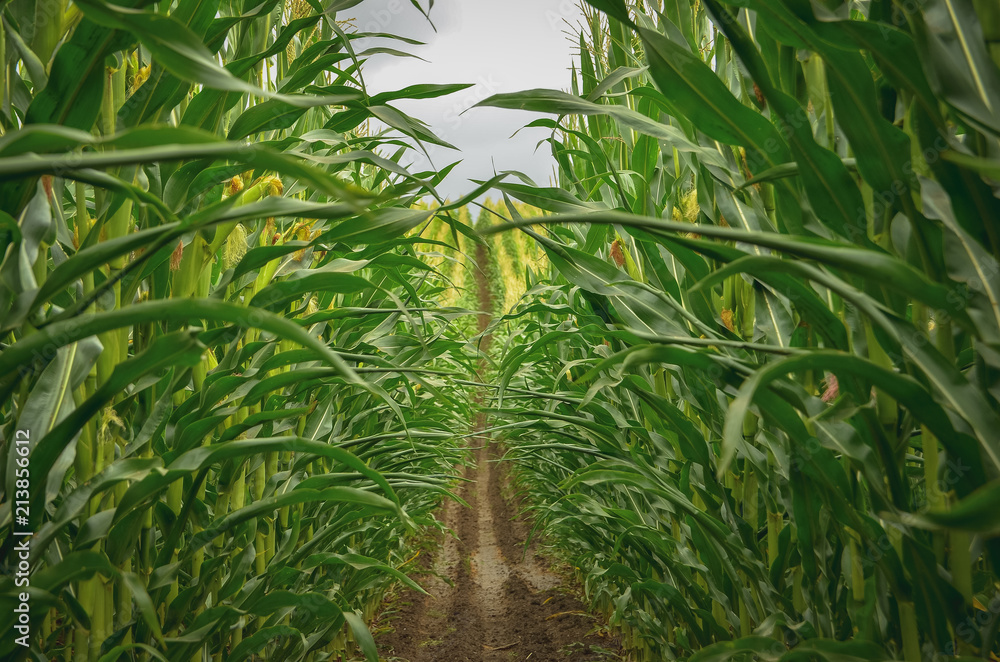 Inside of a beautiful corn field. Toned image. Inside of a beautiful corn field. Toned image.