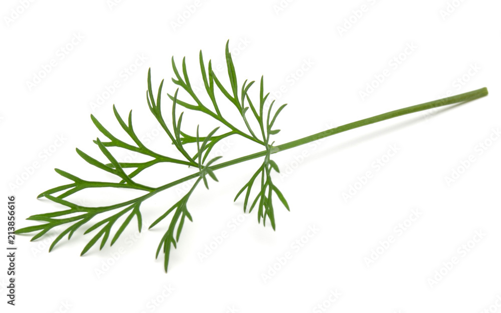 Close up shot of branch of fresh green dill herb leaves isolated on white background