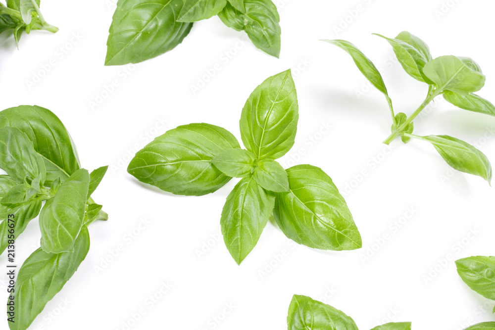 sweet basil herb leaves isolated on white background. Genovese basil leaf. sweet basil herb leaves isolated on white background. Genovese basil leaf.