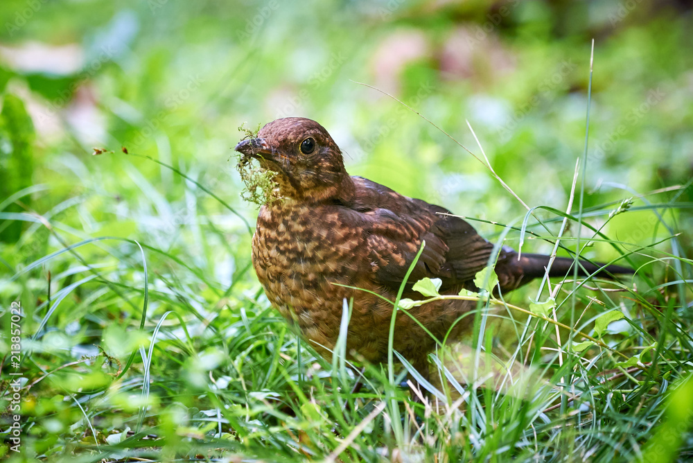 Common blackbird juvenile (Turdus merula) searching for food Common blackbird juvenile (Turdus merula) searching for food