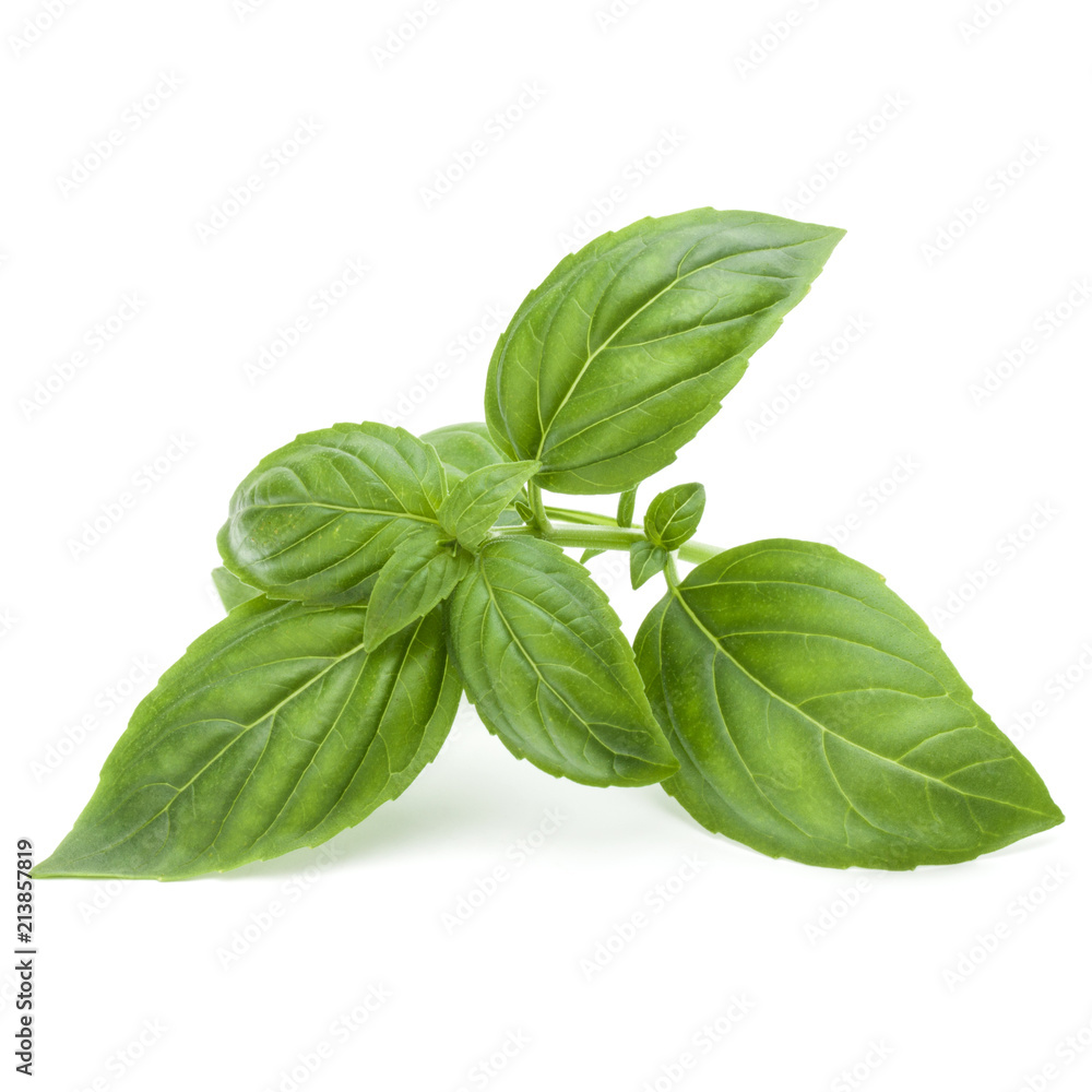 Close up studio shot of fresh green basil herb leaves isolated on white background. Sweet Genovese basil. Close up studio shot of fresh green basil herb leaves isolated on white background. Sweet Genovese basil.