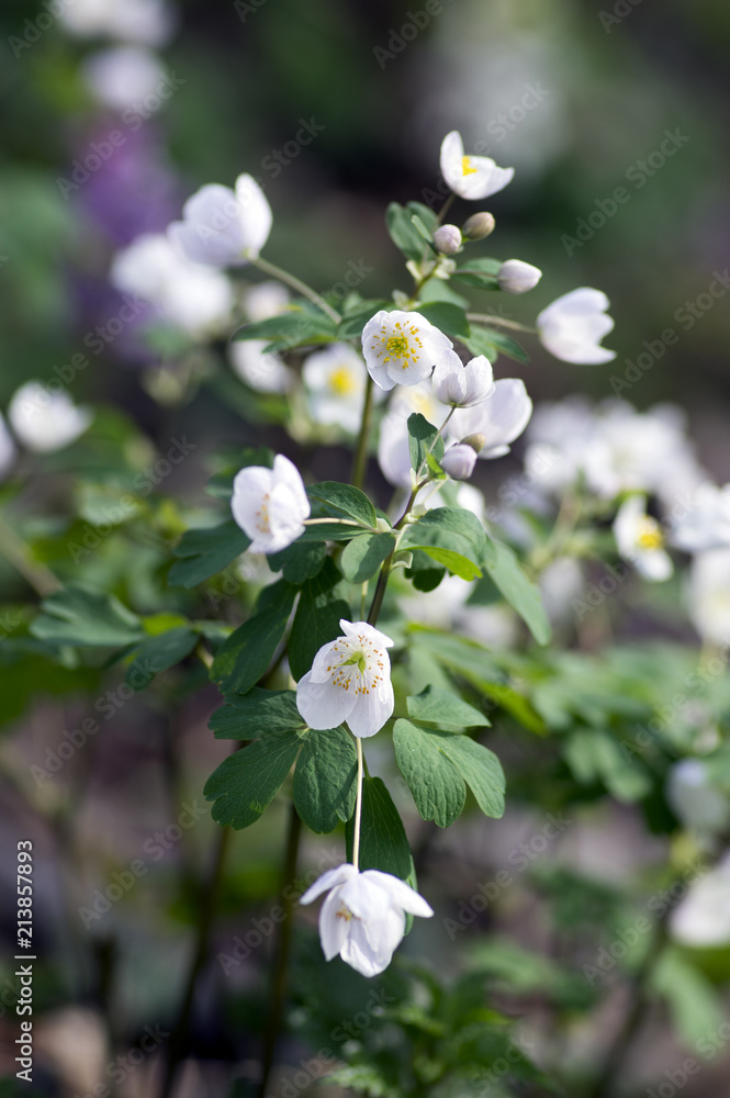 Rue Leaved Isopyrum springtime flower, group of white flowering plants in the forest Rue Leaved Isopyrum springtime flower, group of white flowering plants in the forest