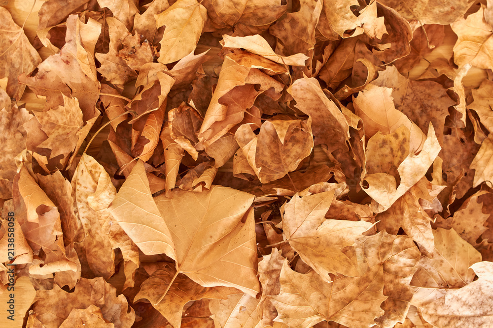 background of fallen leafs background of fallen leafs