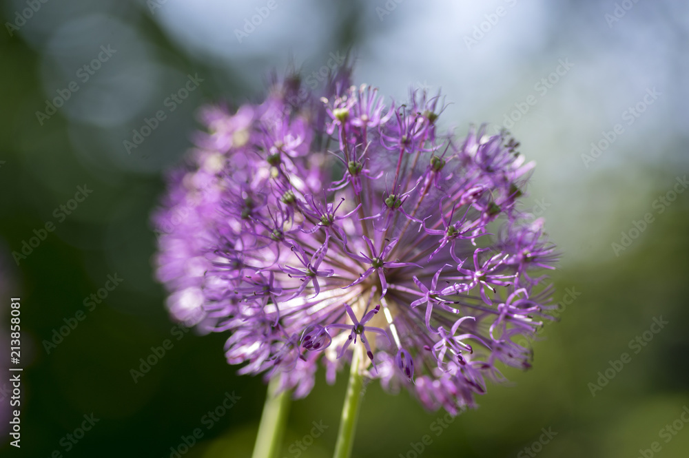 Allium hollandicum, group of purple persian ornamental onion flowers in bloom Allium hollandicum, group of purple persian ornamental onion flowers in bloom